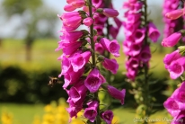 Red Beauty (Gieterveen, the Netherlands)